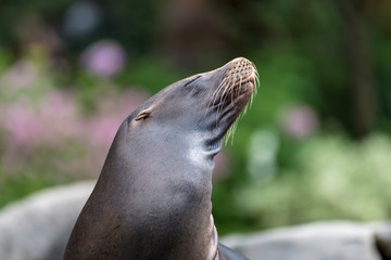 Fototapeta premium Foca