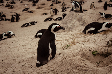 Penguin on the beach, South Africa