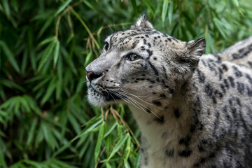 Fototapeta na wymiar Leopardo de las nieves
