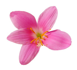 Naklejka na ściany i meble Beautiful pink flower isolated on a white background
