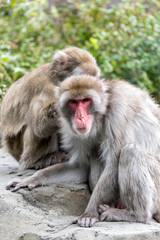Macacos con cara roja