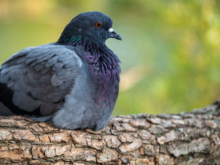 Rock pigeon.