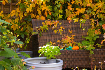 Colorful Autumn Garden at Sunset. Green basil lit by sunlight grows happily in a pot. Wooden Fence Full of Bright Change Color Leaves. Pumpkins and Garden Tools are on a Wicker Bench.
