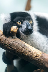 Lemur