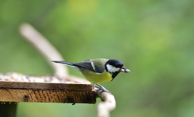 Great tit eats sunflower seed on a tree branch