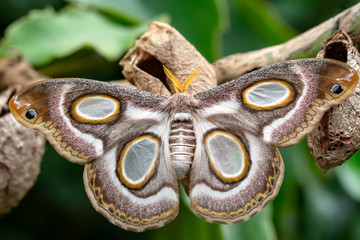 Amazing moment , Butterfly, pupae and cocoons are suspended. Concept transformation of Butterfly