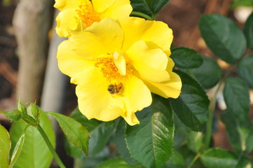 Bee and Yellow Rose