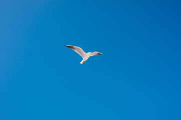 Fototapeta na wymiar seagulls birds fly in the summer in the sky.