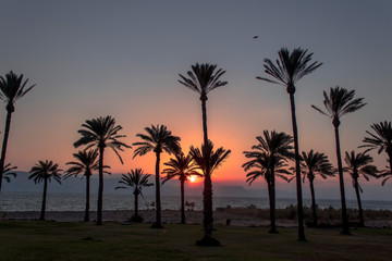 Obraz premium palm trees with sunset
