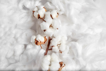 Cotton plant. Branch of white cotton flowers on soft background. Organic material used in the manufacture of natural fabrics and other products