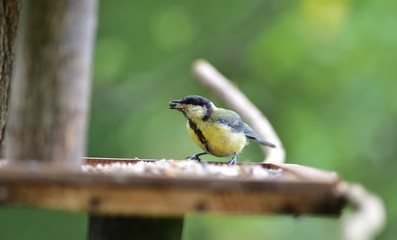 Great tit eats sunflower seed on a tree branch