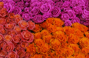 fresh colorful roses сlose-up. background of pink, white and yellow roses.