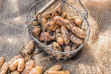 Frisch geerntete Kartoffeln