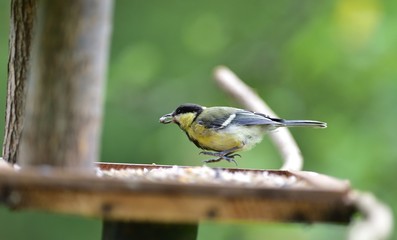 Great tit eats sunflower seed on a tree branch