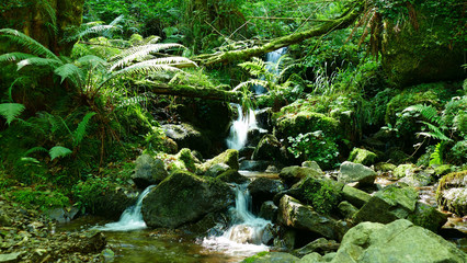 Beautiful natural waterfall between the vegetation and the stones of the forest