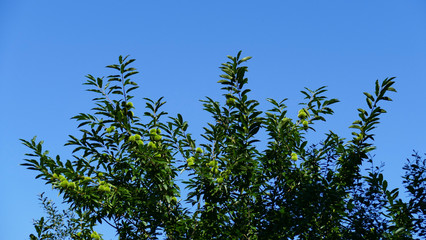 Branches of a chestnut tree with fruits in the bush