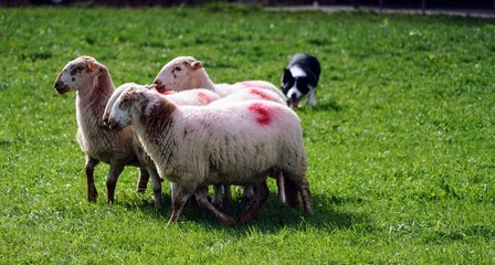 Border Collie Herding Sheep in a Field - Sheepdog Competition