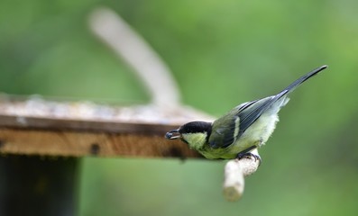 Great tit eats sunflower seed on a tree branch