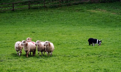 Naklejka na ściany i meble Border Collie Herding Sheep in a Field - Sheepdog Competition