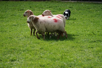 Naklejka na ściany i meble Border Collie Herding Sheep in a Field - Sheepdog Competition