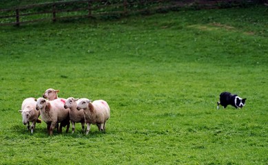 Naklejka na ściany i meble Sheep in a Field Being Herded by a Border Collie in a Sheepdog Competition