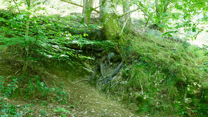 Tree with roots in sight in the forest