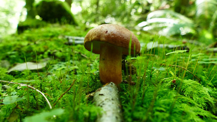 Brown mushroom in the moss of the forest