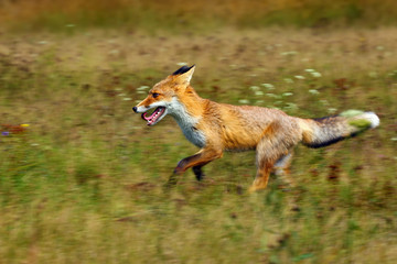 The red fox (Vulpes vulpes) looks for food in a meadow. Young red fox running on green field.Young...