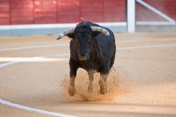 Capture of the figure of a brave bull in a bullfight, Spain