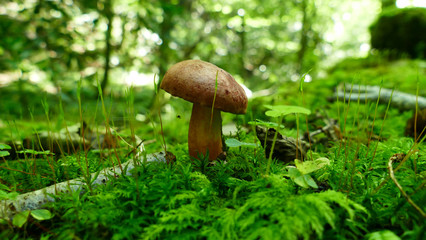 Brown mushroom in the moss of the forest
