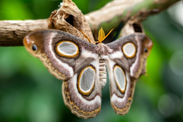 Amazing moment , Butterfly, pupae and cocoons are suspended. Concept transformation of Butterfly