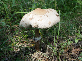 growing bad mushroom toadstool