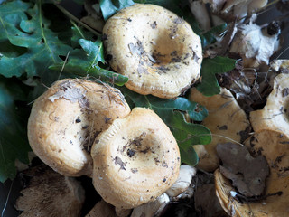 harvested forest edible mushrooms among green leaves