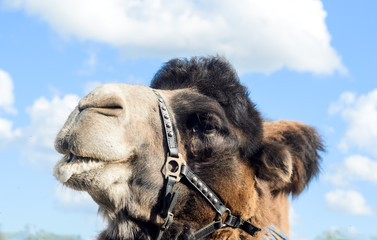 Profile view of the camel's head on a blue sky background.