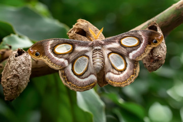 Amazing moment , Butterfly, pupae and cocoons are suspended. Concept transformation of Butterfly