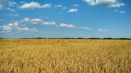 golden wheat field and blue sky