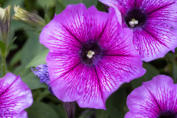 Pink violet Petunia cascading grow at greenhouse