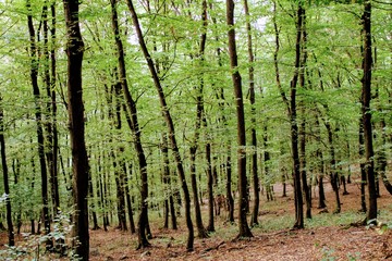 Road entering a deciduous forest