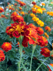 Marigold flowers in the garden