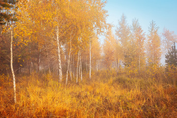Beautiful autumn misty morning landscape. Yellow trees and high grass at scenic meadow.
