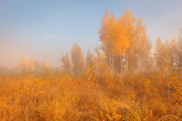Obrazy na Szkle  Piękny jesienny mglisty poranek krajobraz. Żółte drzewa i wysoka trawa na malowniczej łące.