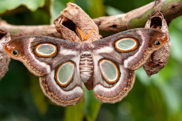 Amazing moment , Butterfly, pupae and cocoons are suspended. Concept transformation of Butterfly