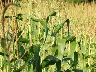 Fototapeta premium corn on the field