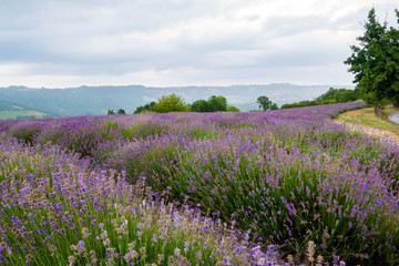 Plakat Lavender Fields