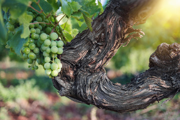 Weintrauben baum bei Sonnenaufgang