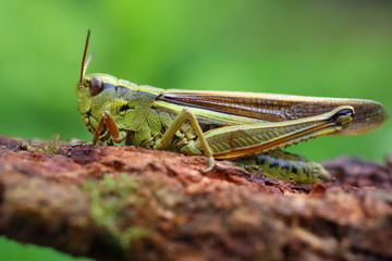 Large marsh grasshopper (Stethophyma grossum), close-up