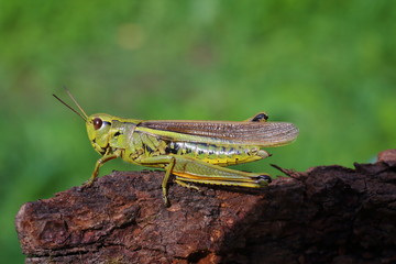 Large marsh grasshopper (Stethophyma grossum), close-up