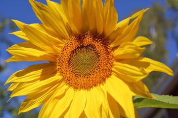 Bright yellow flower of a sunflower close-up on a background of blue sky. Natural background