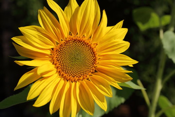 Fototapeta premium Bright yellow sunflower flower in the sunshine closeup. Natural background