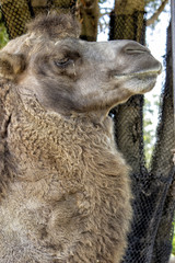 Bactrian Camel. Closeup of head of camel.